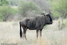 Gnus (7 von 22).jpg